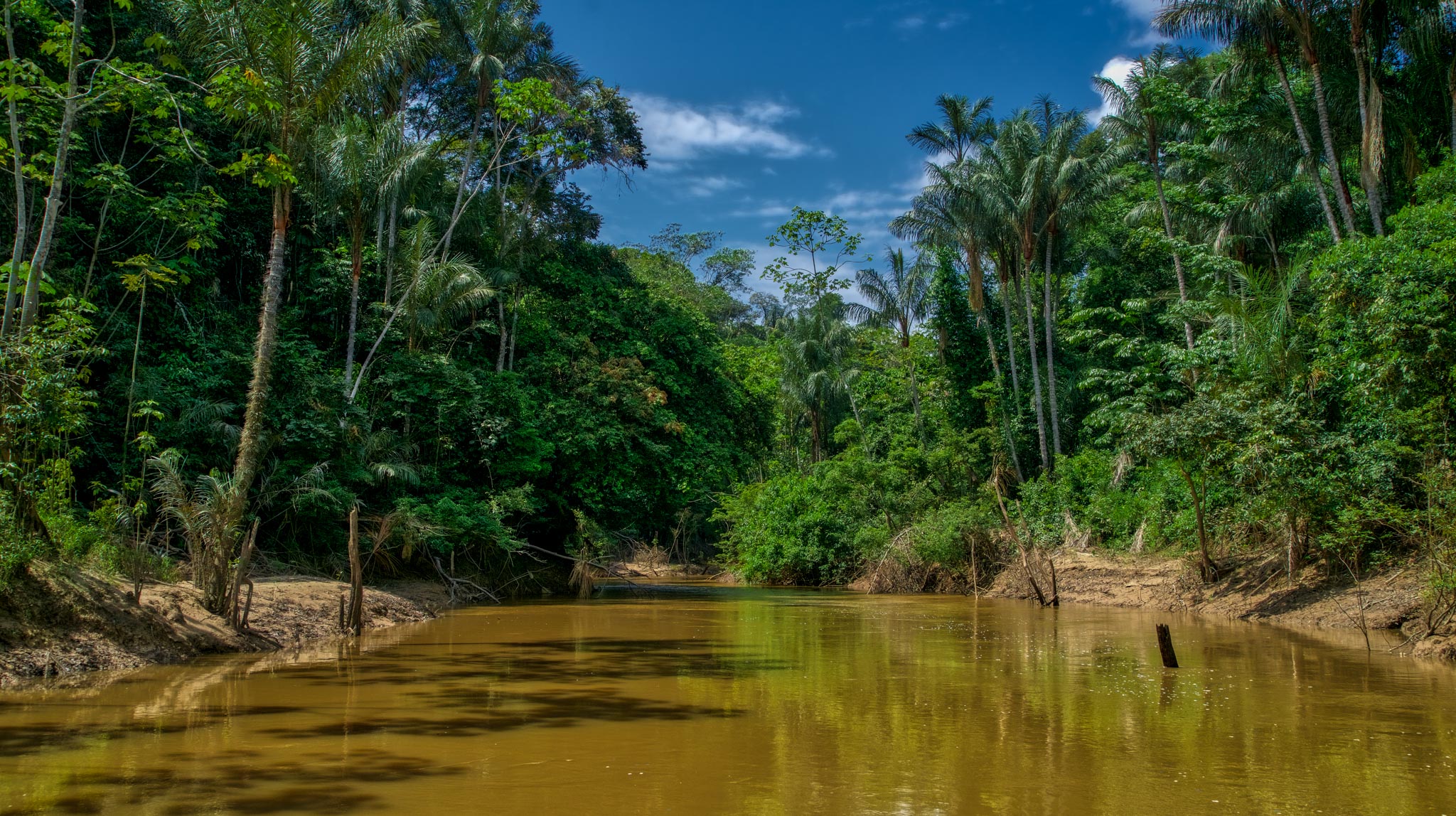 Photo from 4-Day Amazon Peru Rainforest Wildlife Experience safari tour